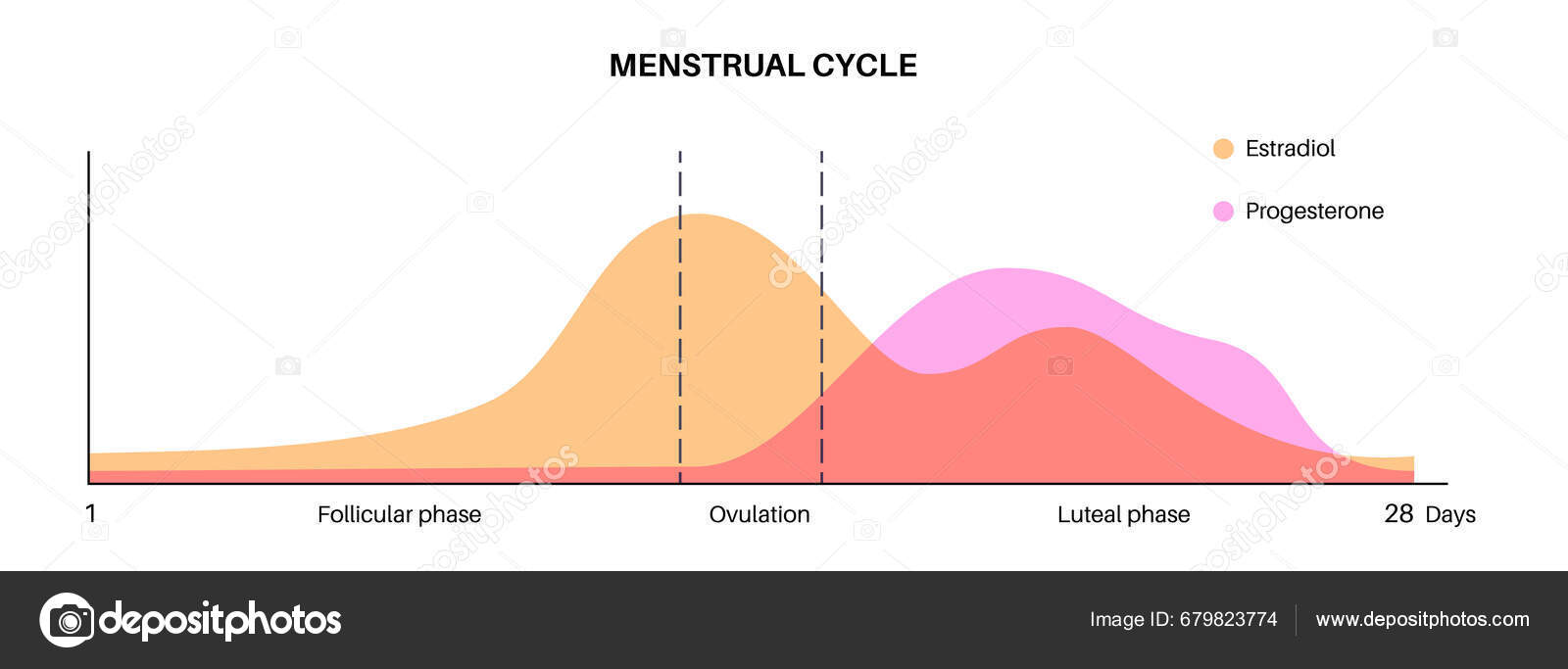 Pregnancy Understanding Women's Menstrual Cycle Menstruation