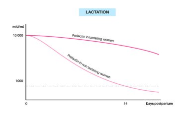 Emzirme bilgi grafikleri. Kadın vücudunda prolaktin seviyesi, doğum sonrası dönemlerde hormonal değişiklikler. Kadın vücudunda süt üretimi. Infographic grafiği azami ve asgari değer vektör resimlemesi