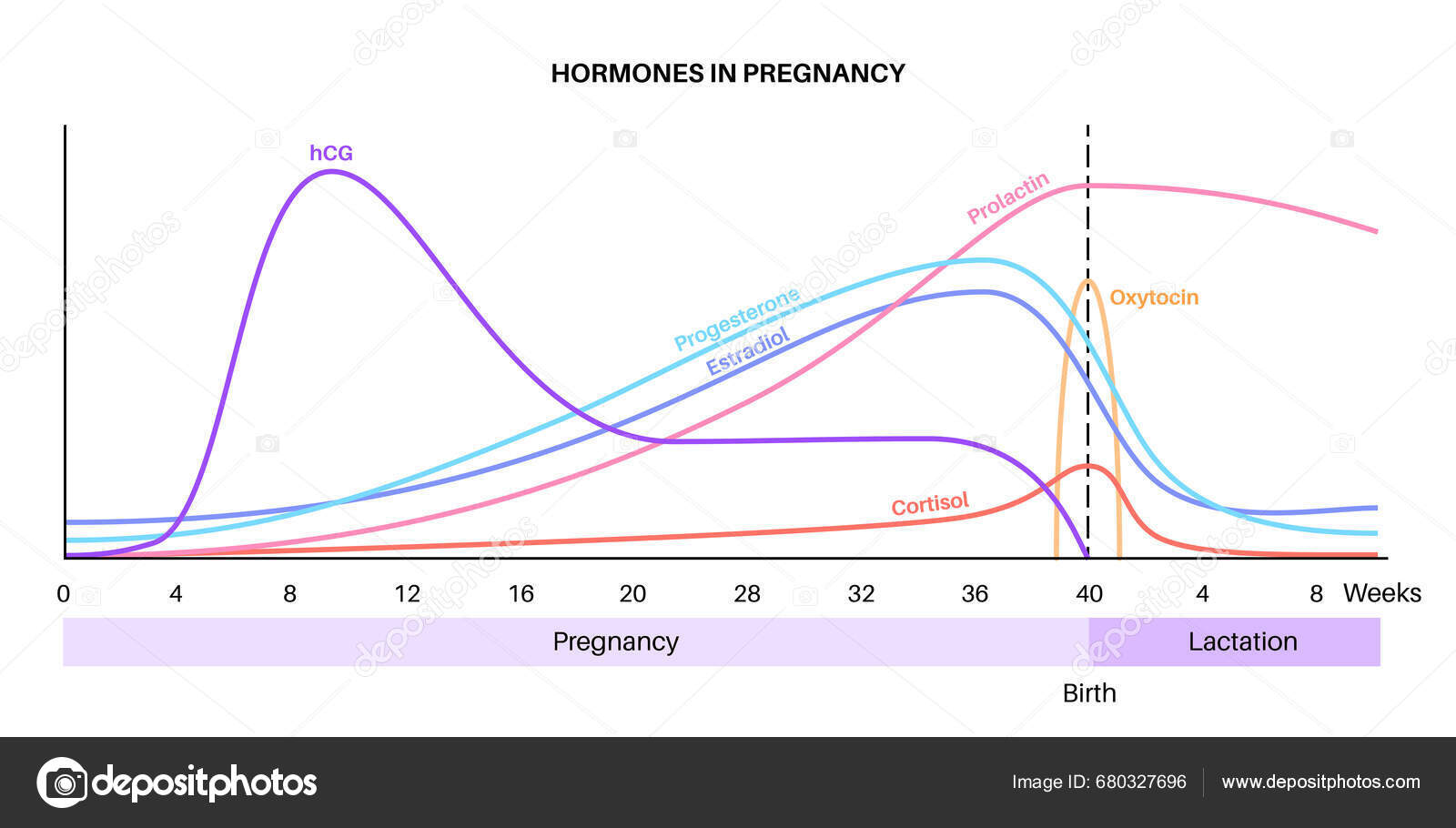 Levels Hormones Pregnancy Hcg Prolactin Cortisol Estradiol Progesterone levels-hormones-pregnancy-hcg-prolactin-cortisol-estradiol-progesterone