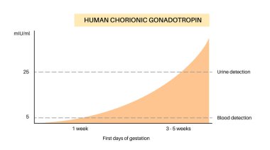 İnsan koryonik gonadotropin seviyesi yükseliyor. Kan ve idrar testlerinde HCG tespit edildi. Regl döneminin sona ermesi. Hamilelik vektör illüstrasyonunun ilk haftasında kadın hormonları