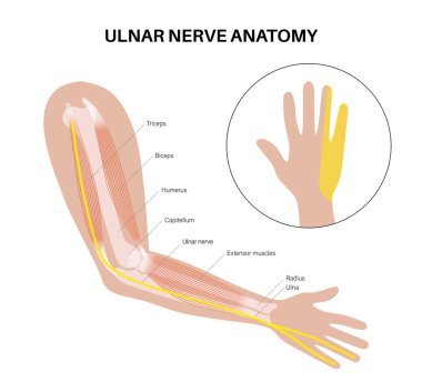 Ulnar sinir anatomik posteri. Çevresel sinir sisteminde tek bir sinir var. Küçük parmak, dirsek ve bilek bölgesindeki anormal hisler klinik veya eğitim için tıbbi düz vektör çizimi.