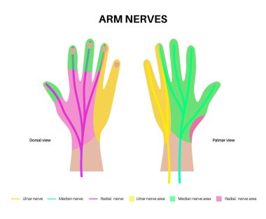 El ve bilek sinirleri. Ulnar, medyan ve radyan sinir sistemi. Çevresel sinir sistemi bilgileri, duyusal ve motor bileşenler klinik veya eğitim için tıbbi düz vektör çizimi.