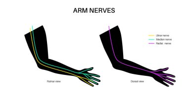 El ve bilek sinirleri. Ulnar, medyan ve radyan sinir sistemi. Çevresel sinir sistemi bilgileri, duyusal ve motor bileşenler klinik veya eğitim için tıbbi düz vektör çizimi.