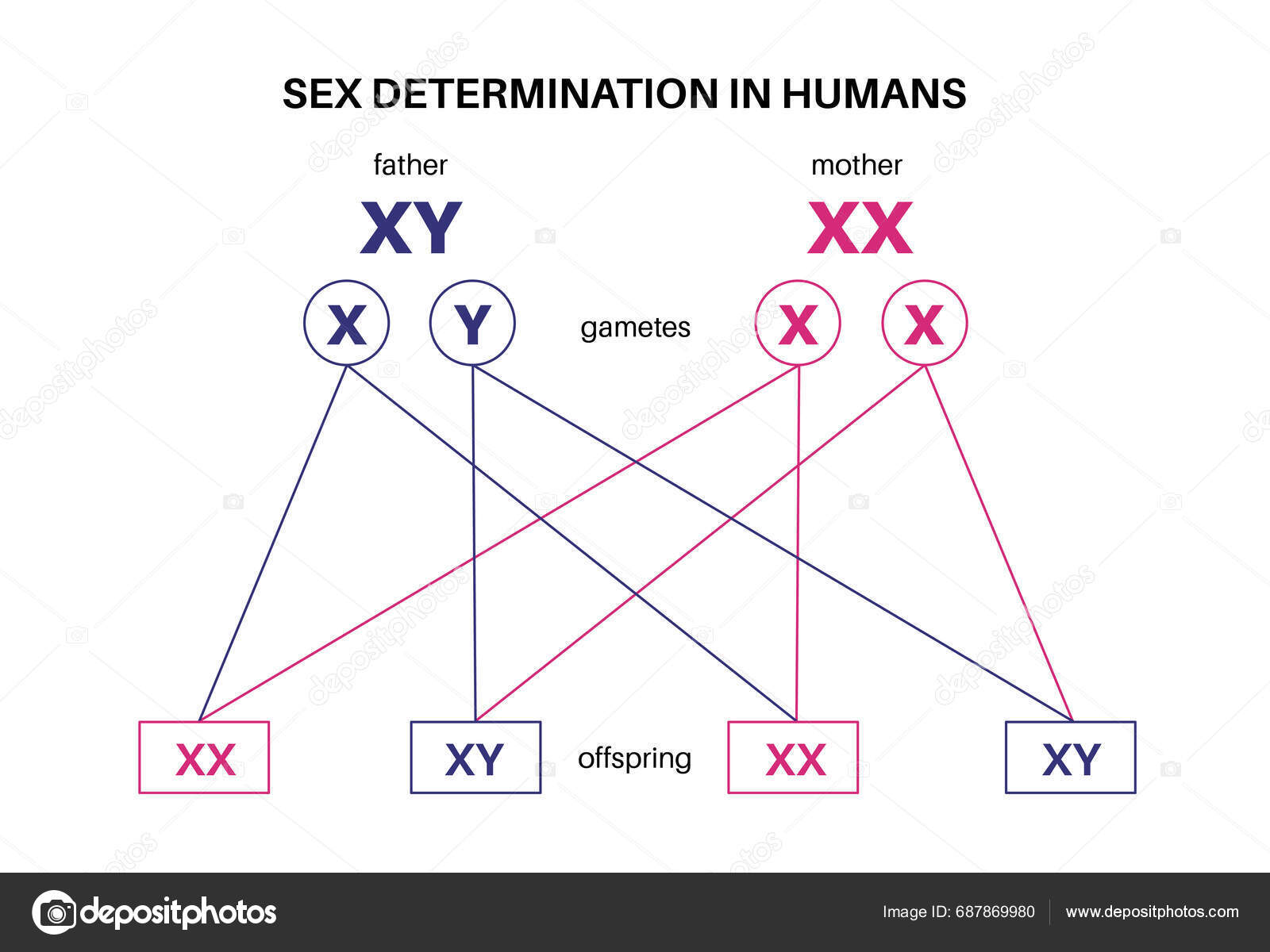 Sex Determination Humans Development Sexual Characteristics Male Female
