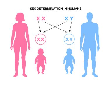 İnsanlarda cinsiyet belirleme. Cinsel özelliklerin gelişimi. Erkek ve dişi döller için bilgi diyagramı. Kadın ve erkek gametleri, sperm ve yumurtalar. X ve Y kromozomlarına bağımlılık düz vektör