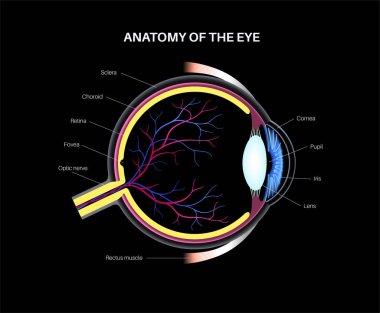 Göz anatomisi. İnsan gözü bilgisinin yapısına göre. En dıştaki, retina ve sklera. Pigmentli koroit, ilk lens ve göz. Ekstraoküler kaslar, kan damarları, optik sinir medikal 3D gerçekçi vektör.