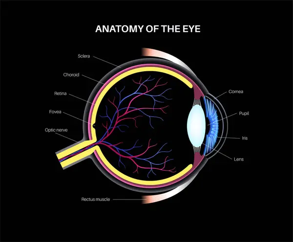 Eye Anatomy Structure Human Eye Infographic Outermost Retina Sclera Pigmented — Stock Vector
