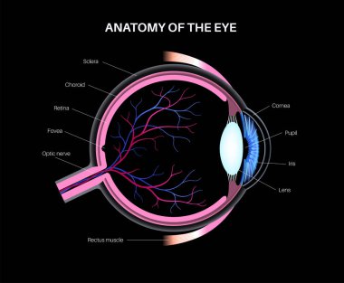 Göz anatomisi. İnsan gözü bilgisinin yapısına göre. En dıştaki, retina ve sklera. Pigmentli koroit, ilk lens ve göz. Ekstraoküler kaslar, kan damarları, optik sinir medikal 3D gerçekçi vektör.