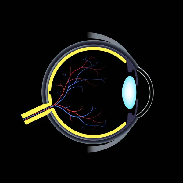 Eye Anatomy Poster Structure Human Eye Outermost Retina Sclera Pigmented — Stock Vector