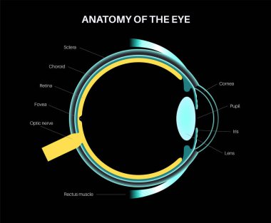 Göz anatomisi posteri. Siyah arka planda insan gözünün yapısı. En dıştaki, retina ve sklera. Pigmentli koroit, ilk lens ve göz. Ekstraoküler kaslar ve optik sinir, 3 boyutlu vektör çizimi