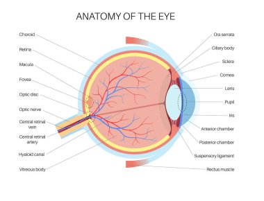 Göz anatomisi posteri. İnsan gözü bilgisinin yapısına göre. En dıştaki, retina ve sklera. Pigmentli koroit, ilk lens ve göz. Ekstraoküler kaslar, kan damarları ve optik sinir gazı düz vektörü.