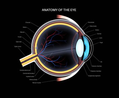 Göz anatomisi. İnsan gözü bilgisinin yapısına göre. En dıştaki, retina ve sklera. Pigmentli koroit, ilk lens ve göz. Ekstraoküler kaslar, kan damarları, optik sinir medikal 3D gerçekçi vektör.