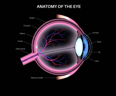 Göz anatomisi. İnsan gözü bilgisinin yapısına göre. En dıştaki, retina ve sklera. Pigmentli koroit, ilk lens ve göz. Ekstraoküler kaslar, kan damarları, optik sinir medikal 3D gerçekçi vektör.
