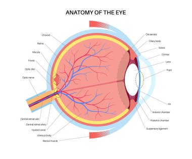 Göz anatomisi posteri. İnsan gözü bilgisinin yapısına göre. En dıştaki, retina ve sklera. Pigmentli koroit, ilk lens ve göz. Ekstraoküler kaslar, kan damarları ve optik sinir gazı düz vektörü.