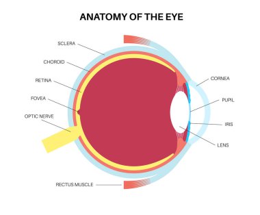 Göz anatomisi posteri. İnsan gözü bilgisinin yapısına göre. En dıştaki, retina ve sklera. Pigmentli koroit, ilk lens ve göz. Ekstraoküler kaslar, kan damarları ve optik sinir gazı düz vektörü.