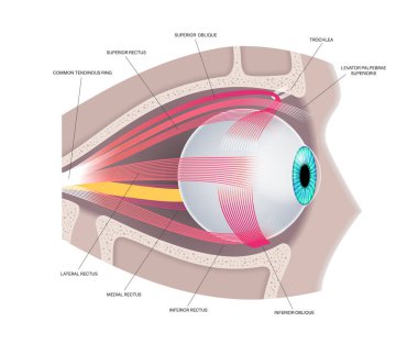 İnsan kafatasında göz dışı kaslar anatomisi. Göz tanıma programının yapısı. Göz küresinin ve göz kapağının hareketlerini kontrol et. Iris, en dıştaki retina ve sklera medikal düz vektör.
