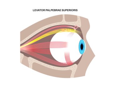 İnsan kafatasında göz dışı kaslar anatomisi. Göz tanıma programının yapısı. Göz küresinin ve göz kapağının hareketlerini kontrol et. Iris, en dıştaki retina ve sklera medikal düz vektör.