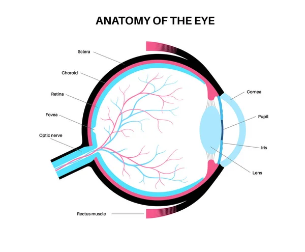 Eye Anatomy Poster Structure Human Eye Infographic Outermost Retina Sclera — Stock Vector