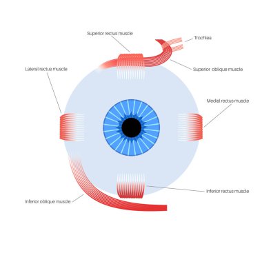 Ekstraoküler kas anatomisi. İnsan gözü bilgisinin yapısına göre. Göz küresinin ve göz kapağının hareketlerini kontrol et. Iris, en dıştaki, retina ve sklera medikal düz vektör çizimi