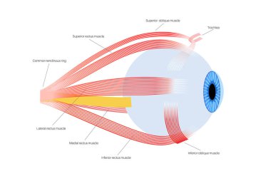 Ekstraoküler kas anatomisi. İnsan gözü bilgisinin yapısına göre. Göz küresinin ve göz kapağının hareketlerini kontrol et. Iris, en dıştaki, retina ve sklera medikal düz vektör çizimi