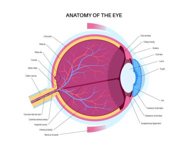 Göz anatomisi posteri. İnsan gözü bilgisinin yapısına göre. En dıştaki, retina ve sklera. Pigmentli koroit, ilk lens ve göz. Ekstraoküler kaslar, kan damarları ve optik sinir gazı düz vektörü.