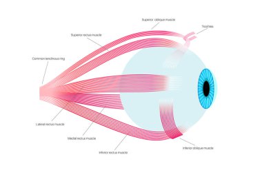 Ekstraoküler kas anatomisi. İnsan gözü bilgisinin yapısına göre. Göz küresinin ve göz kapağının hareketlerini kontrol et. Iris, en dıştaki, retina ve sklera medikal düz vektör çizimi
