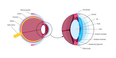 Göz anatomisi posteri. İnsan gözü bilgisinin yapısına göre. En dıştaki, retina ve sklera. Pigmentli koroit, ilk lens ve göz. Ekstraoküler kaslar ve optik sinir tıbbi düz vektör çizimi