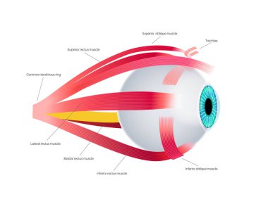Ekstraoküler kas anatomisi. İnsan gözü bilgisinin yapısına göre. Göz küresinin ve göz kapağının hareketlerini kontrol et. Iris, en dıştaki, retina ve sklera medikal düz vektör çizimi