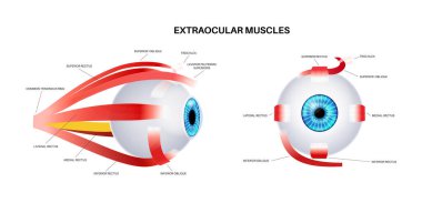 Ekstraoküler kas anatomisi. İnsan gözü bilgisinin yapısına göre. Göz küresinin ve göz kapağının hareketlerini kontrol et. Iris, en dıştaki, retina ve sklera medikal düz vektör çizimi
