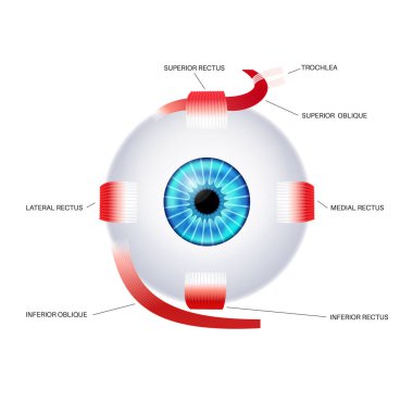 Ekstraoküler kas anatomisi. İnsan gözü bilgisinin yapısına göre. Göz küresinin ve göz kapağının hareketlerini kontrol et. Iris, en dıştaki, retina ve sklera medikal düz vektör çizimi