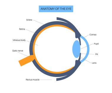 Göz anatomisi posteri. İnsan gözü bilgisinin yapısına göre. En dıştaki, retina ve sklera. Pigmentli koroit, ilk lens ve göz. Ekstraoküler kaslar ve optik sinir tıbbi düz vektör çizimi