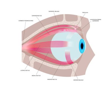 İnsan kafatasında göz dışı kaslar anatomisi. Göz tanıma programının yapısı. Göz küresinin ve göz kapağının hareketlerini kontrol et. Iris, en dıştaki retina ve sklera medikal düz vektör.