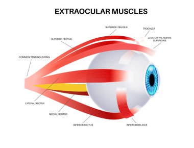 Ekstraoküler kas anatomisi. İnsan gözü bilgisinin yapısına göre. Göz küresinin ve göz kapağının hareketlerini kontrol et. Iris, en dıştaki, retina ve sklera medikal düz vektör çizimi