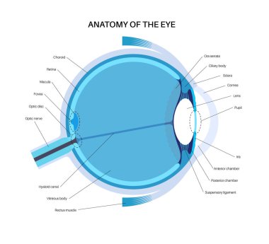 Göz anatomisi posteri. İnsan gözü bilgisinin yapısına göre. En dıştaki, retina ve sklera. Pigmentli koroit, ilk lens ve göz. Ekstraoküler kaslar ve optik sinir tıbbi düz vektör çizimi