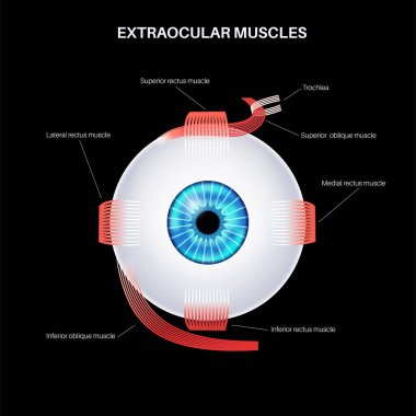 Ekstraoküler kas anatomisi. İnsan gözü bilgisinin yapısına göre. Göz küresinin ve göz kapağının hareketlerini kontrol et. Iris, en dıştaki, retina ve sklera medikal düz vektör çizimi