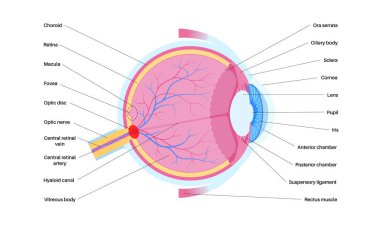 Göz anatomisi ve kör nokta, optik disk anatomik poster. Scotoma bilgi pankartı. Retinadaki optik sinirlerin birleştiği yer. Bir çeşit optik illüzyon tıbbi düz vektör çizimi