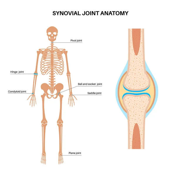 Synovial Joint Anatomy Movements Adjacent Bones Articular Capsule Joint Cavity — Stock Vector