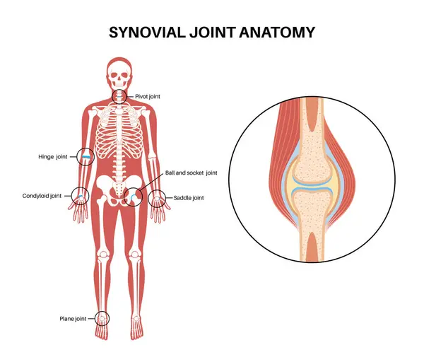 Synovial Joint Anatomy Movements Adjacent Bones Articular Capsule Joint Cavity — Stock Vector