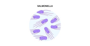 Salmonella bakterisi tıbbi afişi. İnsan vücudunda enfeksiyon. Mikrop kapmış hücreler mikroskop altında. Mide ve bağırsak ağrısı. Gastrointestinal kanal düz vektör çizimi hastalığı