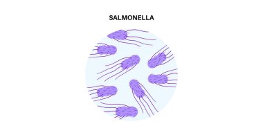 Salmonella bacteria medical poster. Infection in the human body. Infected cells in guts under a microscope. Pain in stomach and intestine. Disease of gastrointestinal tract flat vector illustration clipart