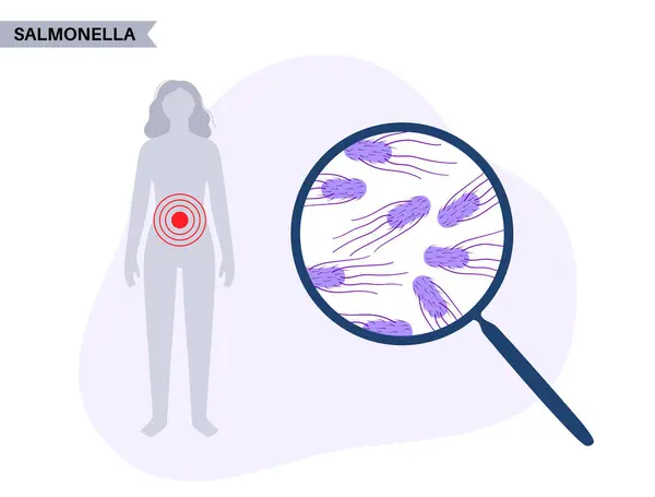 stock vector Salmonella bacteria poster. Infection in the human body. Infected cells in guts under a magnifying glass. Pain in stomach and intestine. Disease of gastrointestinal tract medical vector illustration