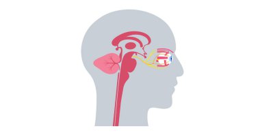 Göz anatomisi posterinin motor sinirleri. Abducens, troklear ve okülomotor sinirler insan beyninde. Kireç bezi ve kas, koordineli göz konumu. Duyusal ve motor fonksiyonlar vektör çizimi