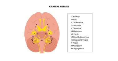 Kafatası sinirleri anatomisi, insan beyni posteri. Beyin sapı, pons ve beyincik diyagramı. Duyusal ve motor fonksiyonlar. Koku ve optik sinirler. İnsan vücudu vektör çizimindeki merkezi sinir sistemi