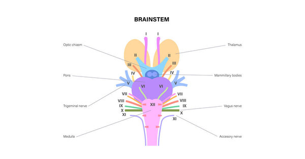 Анатомия черепных нервов, постер человеческого мозга. Мозговой штурм, поны и диаграмма мозжечка. Сенсорные и двигательные функции. Обонятельные и зрительные нервы. Центральная нервная система в векторной иллюстрации человеческого тела