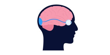 İnsan gözü anatomik posterinin optik sinirleri. Gözden beyine görsel mesajlar gönderiyor. İkinci kafatası sinirleri. Optik bölge ve kiazm. Thalamus, görsel korteks ve göz küreleri düz vektör çizimi