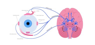 Motor nerves of the eye anatomy poster. Abducens, trochlear and oculomotor nerves in the human brain. Ciliary gland and muscle, coordinate eye position. Sensory and motor functions vector illustration clipart