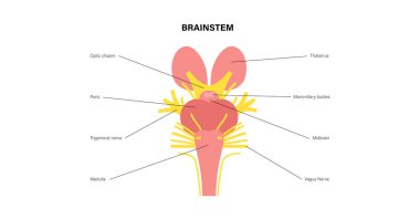 Cranial nerves anatomy, human brain poster. Brainstem, pons and cerebellum diagram. Sensory and motor functions. Olfactory and optic nerves. Central nervous system in human body vector illustration clipart