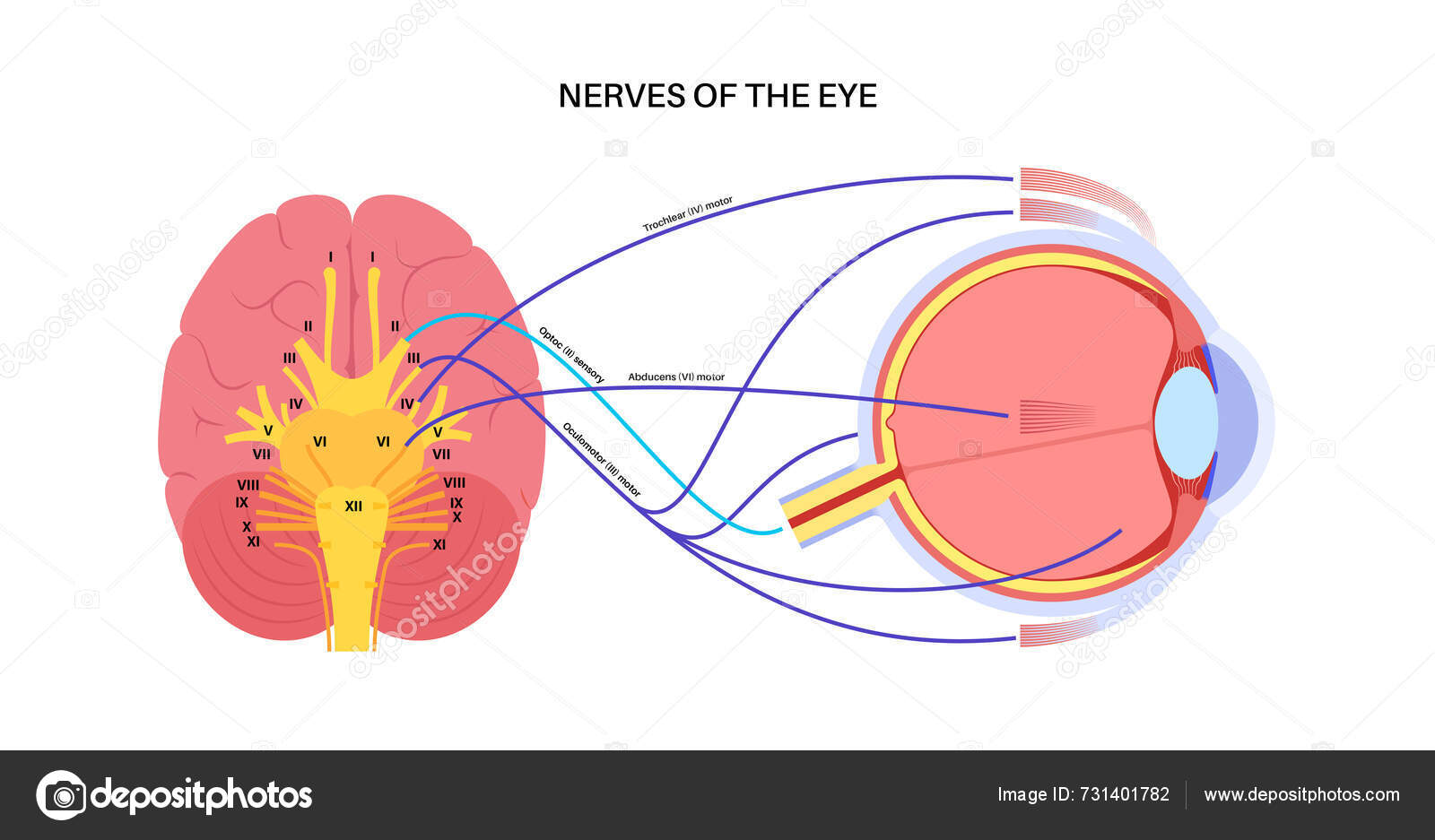 Vectores de Oculomotora, imágenes vectoriales | DepositPhotos, image size:1600x937