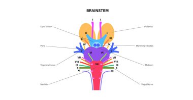 Kafatası sinirleri anatomisi, insan beyni posteri. Beyin sapı, pons ve beyincik diyagramı. Duyusal ve motor fonksiyonlar. Koku ve optik sinirler. İnsan vücudu vektör çizimindeki merkezi sinir sistemi