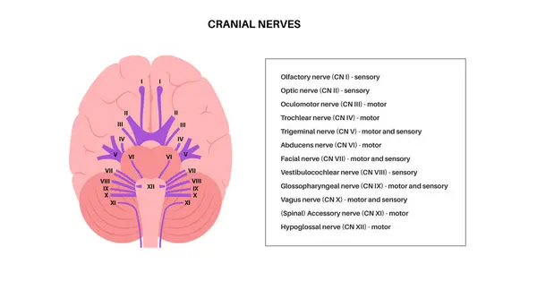 stock vector Cranial nerves anatomy, human brain poster. Brainstem, pons and cerebellum diagram. Sensory and motor functions. Olfactory and optic nerves. Central nervous system in human body vector illustration